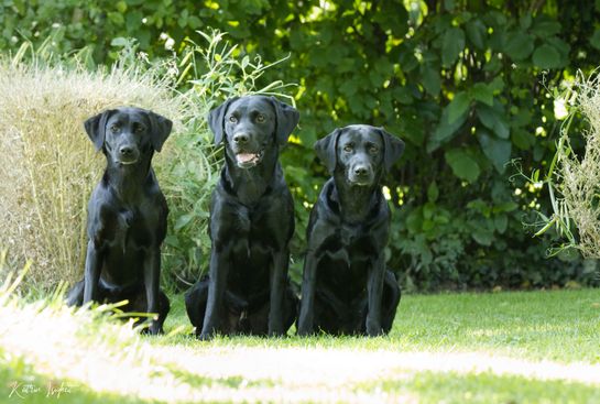 Tanne, Jess und Suzi