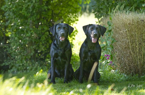 Suzi & Tanne